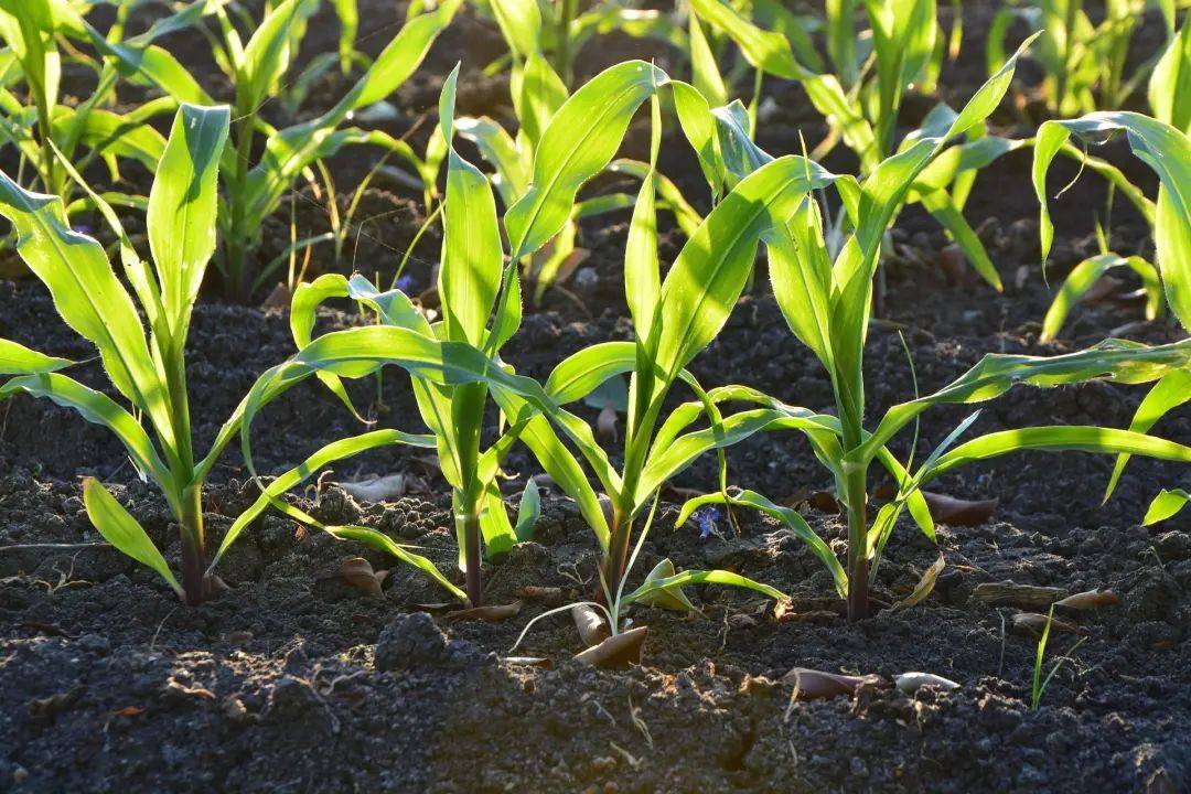 <strong>生物質炭：土壤改良的重要產物</strong>
