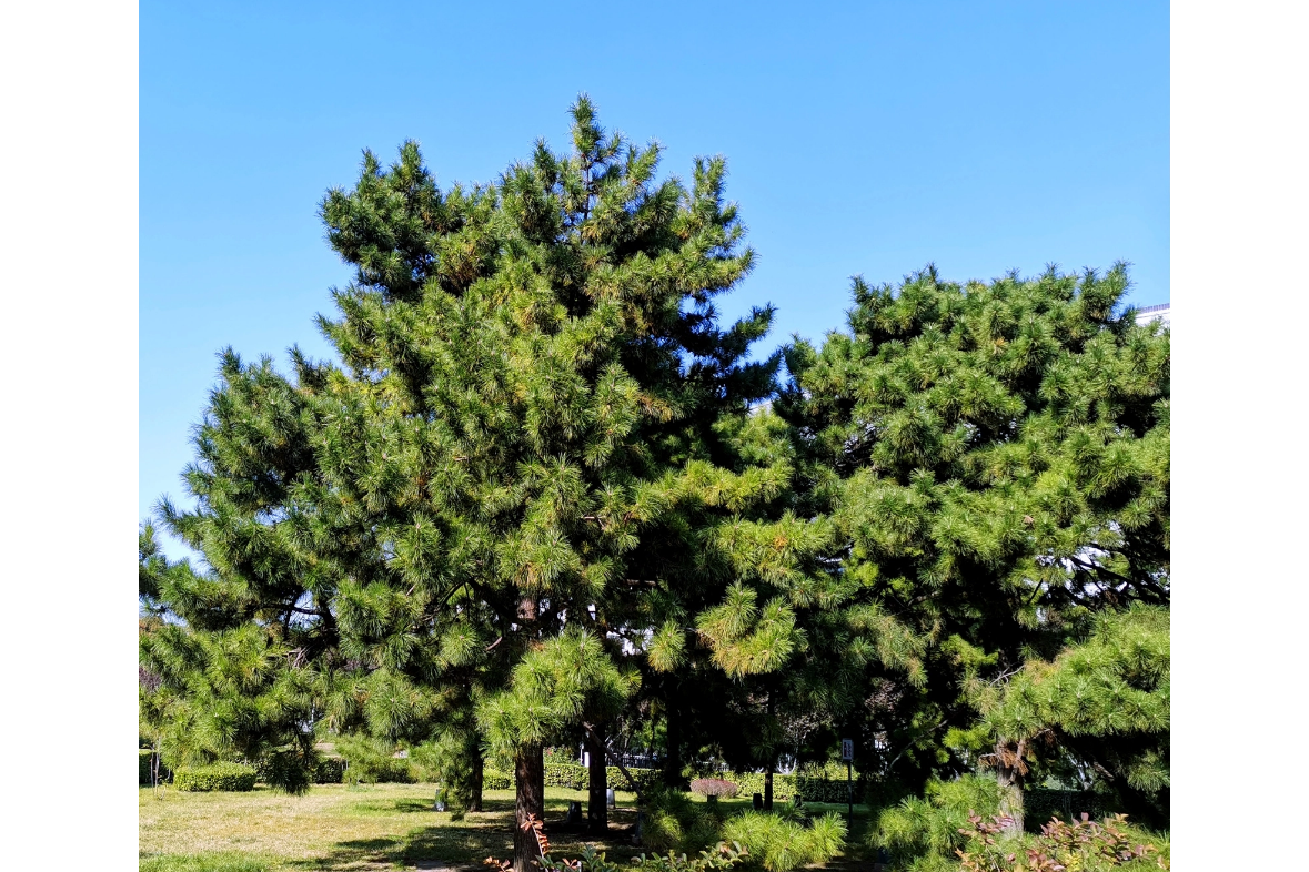 <strong>從沙柳、紅柳與油松到生物質碳：資源的高效轉化</strong>